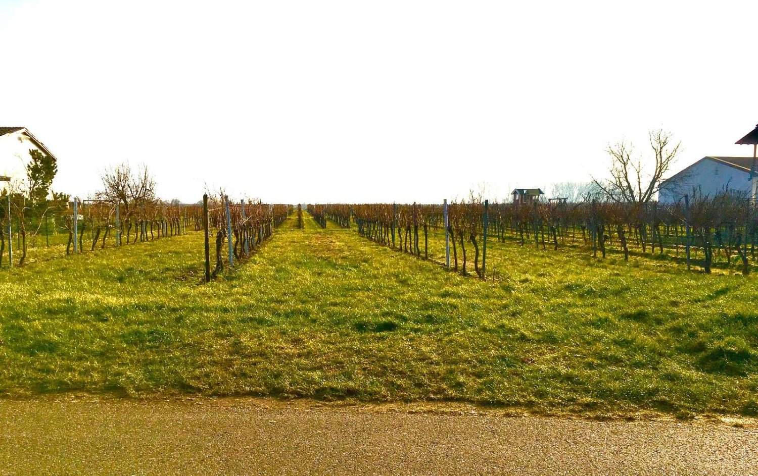  Land in Rhineland-Palatinate, Germany No. 313401