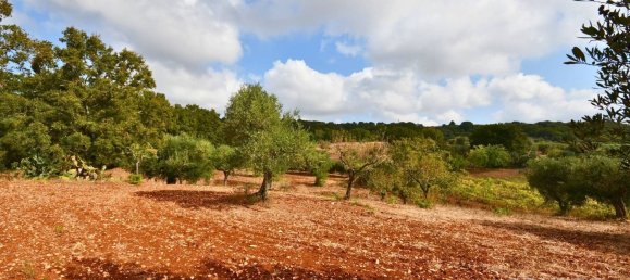  قطعة أرض في Ostuni, Italy 12585متر مربع رقم 176638 2