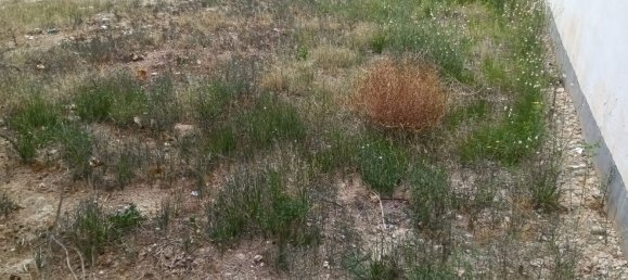  Land in Albatera, Spain No. 160961 5