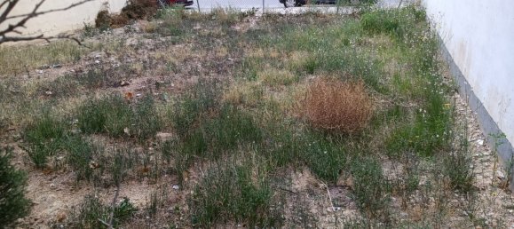  Land in Albatera, Spain No. 160961 4