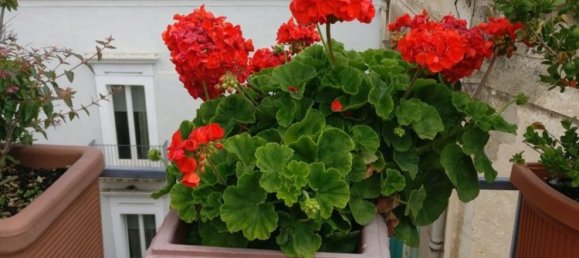 3 rooms Apartment in Bari, Italy No. 268042 13