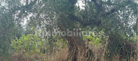 Grundstück in Livorno, Italy 5773m², Nr. 263127 4