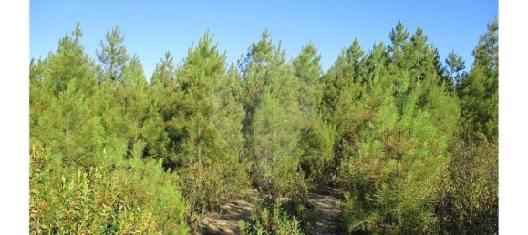 9 bedrooms House in Perais, Portugal No. 62578 29