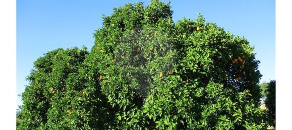 9 bedrooms House in Perais, Portugal No. 62578 21