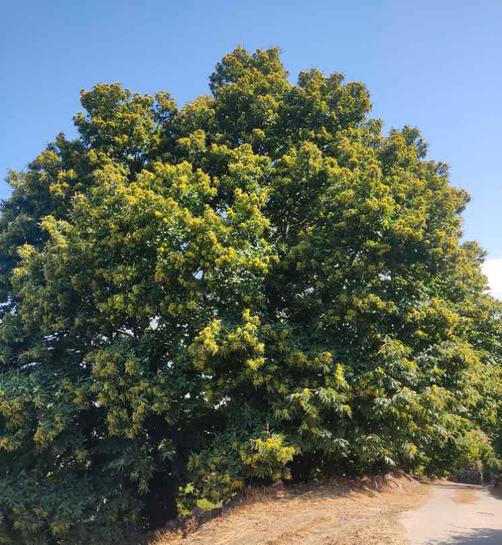 Grundstück in Caceres, Spain 5000m², Nr. 193572