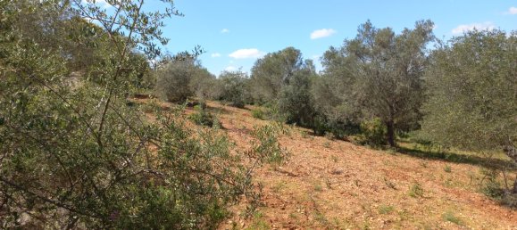 12480m² Land in Faro, Portugal No. 58769 19