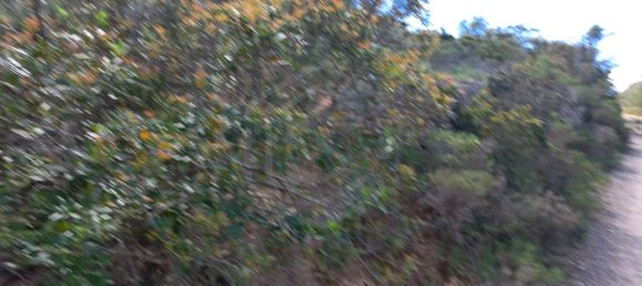 12480m² Land in Faro, Portugal No. 58769 16