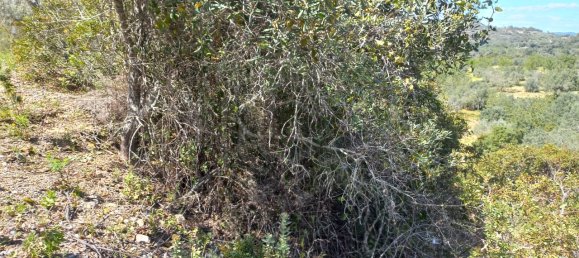 12480m² Land in Faro, Portugal No. 58769 3