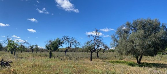 Grundstück in Sineu, Spain, Nr. 157016 25