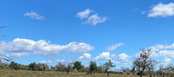 Grundstück in Sineu, Spain, Nr. 157016 29