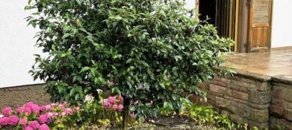 5 chambres Maison à Edenkoben, Germany No. 103224 9