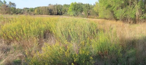 Grundstück in Castelo Branco, Portugal 107004m², Nr. 82820 19