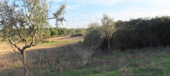 Grundstück in Castelo Branco, Portugal 107004m², Nr. 82820 36