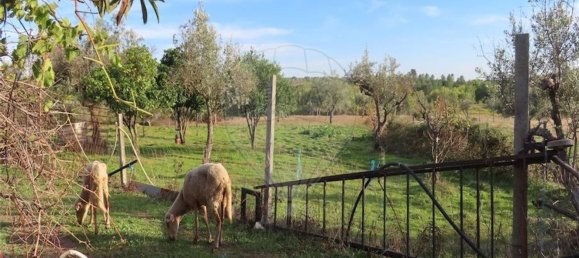 Grundstück in Castelo Branco, Portugal 107004m², Nr. 82820 5