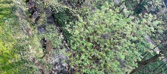 2غرفة شقة في Kaltenleutgeben, Austria رقم 191351 6