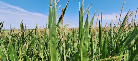 Коммерческая недвижимость в Бад Вимсбах-Нейдхартинг, Австрия № 218501 3