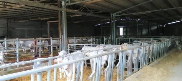 Studio in Umbertide, Italy No. 1437 5