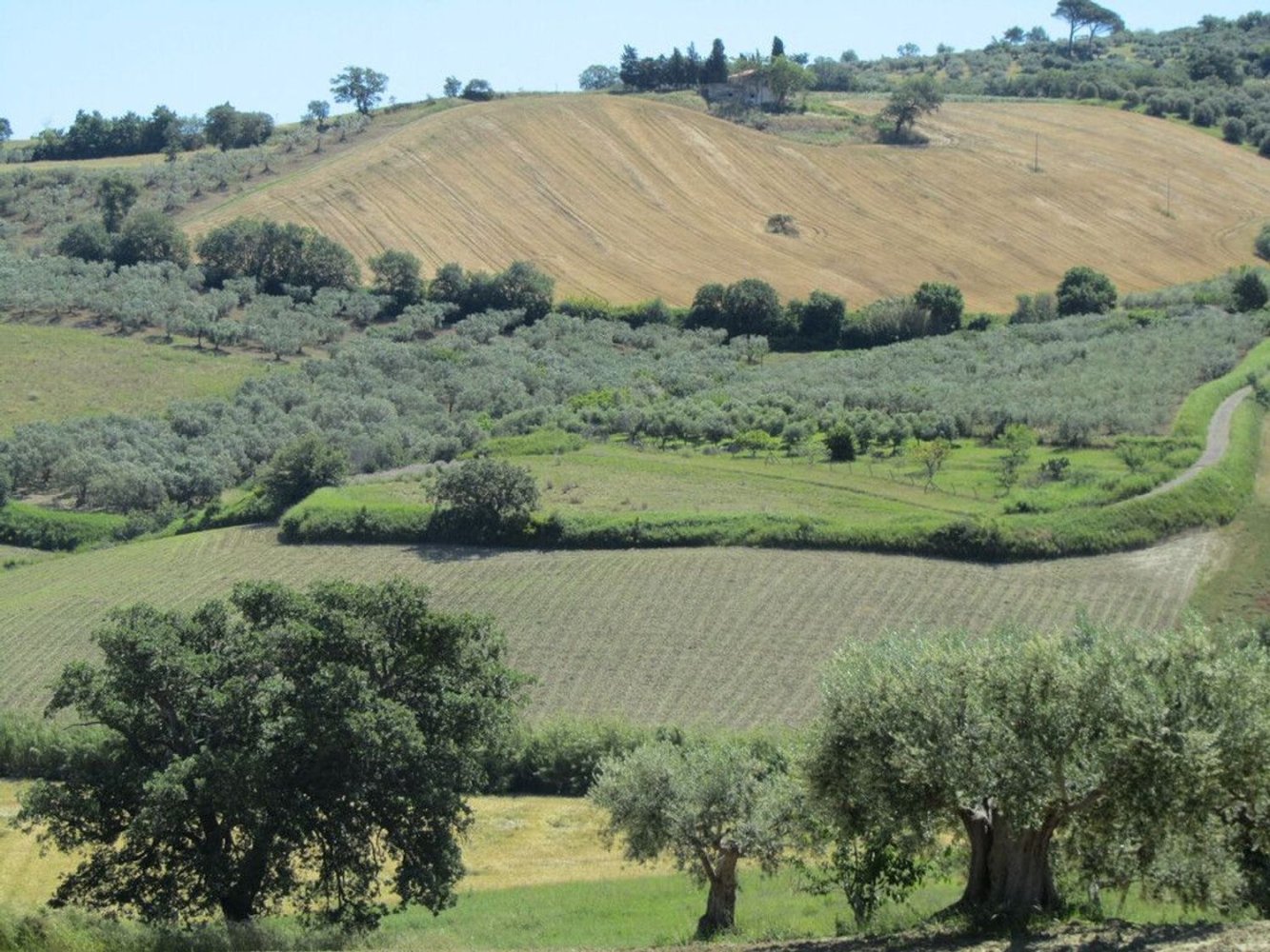  قطعة أرض في Guglionesi, Italy 16500متر مربع رقم 85625
