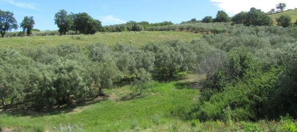 قطعة أرض في Guglionesi, Italy 16500متر مربع رقم 85625 8