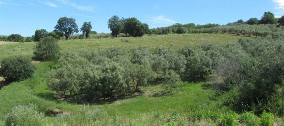 قطعة أرض في Guglionesi, Italy 16500متر مربع رقم 85625 6