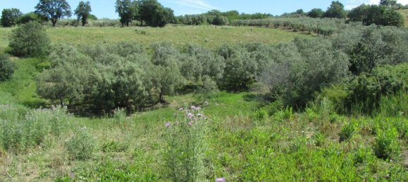 قطعة أرض في Guglionesi, Italy 16500متر مربع رقم 85625 10