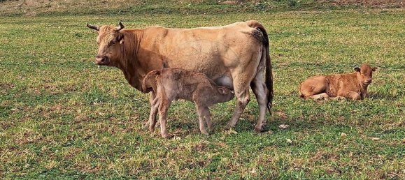 Студия в Орике, Португалия № 40291 8