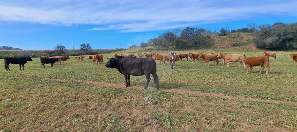 Студия в Орике, Португалия № 40291 41