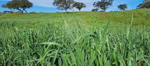 Студия в Орике, Португалия № 40291 42