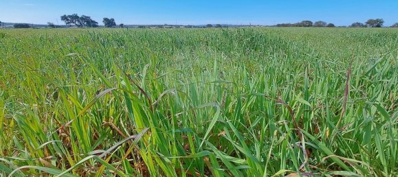 Студия в Орике, Португалия № 40291 40