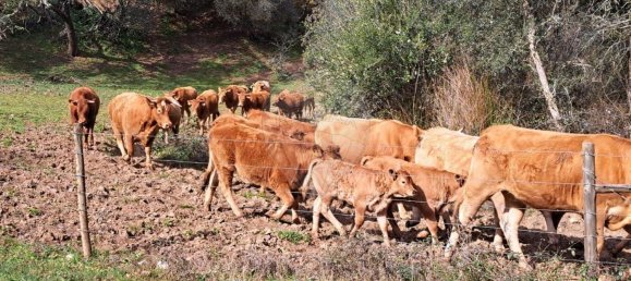 Студия в Орике, Португалия № 40291 44