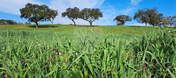 Студия в Орике, Португалия № 40291 10