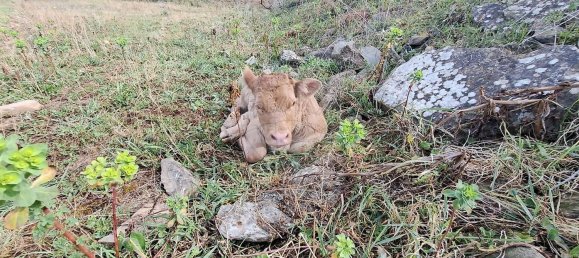 Студия в Орике, Португалия № 40291 26