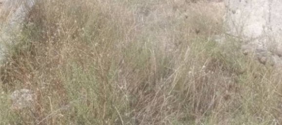 Terreno em Calanna, Italy 500 m² N.º 343601 3