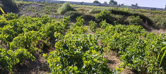 Grundstück in Torres Vedras, Portugal 850000m², Nr. 81360 20