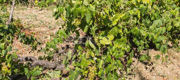 Grundstück in Torres Vedras, Portugal 850000m², Nr. 81360 22