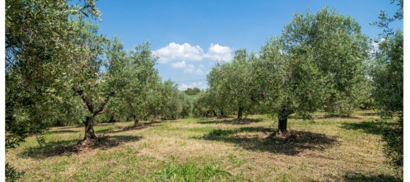 480000m² Land in Ardea, Italy No. 257033 5