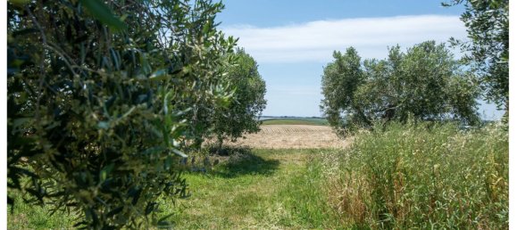 480000m² Land in Ardea, Italy No. 257033 6