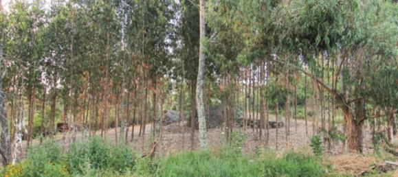 Grundstück in Viseu, Portugal, Nr. 65845 4