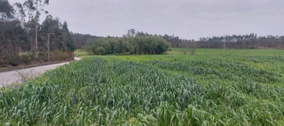 Земельный участок 5000м² в Гильябреу, Португалия № 57532 6