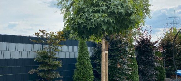 Дом с 3 спальнями в Везель, Германия № 239082 19