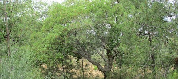 9 Schlafzimmer Haus in Castelo Branco, Portugal, Nr. 73905 40