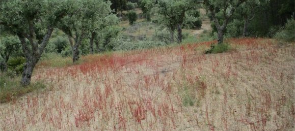 9 Schlafzimmer Haus in Castelo Branco, Portugal, Nr. 73905 24