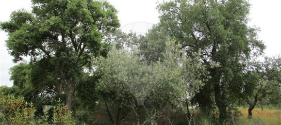 9 Schlafzimmer Haus in Castelo Branco, Portugal, Nr. 73905 42