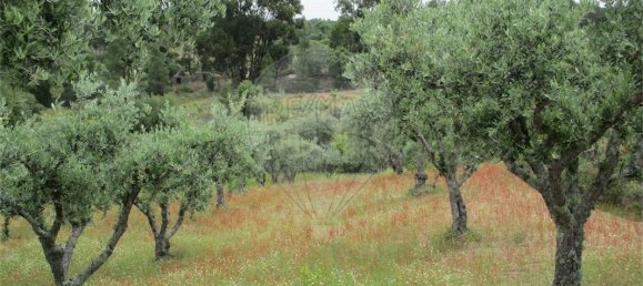 9 Schlafzimmer Haus in Castelo Branco, Portugal, Nr. 73905 27