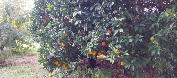 8 rooms House in Pietrasanta, Italy No. 233851 18