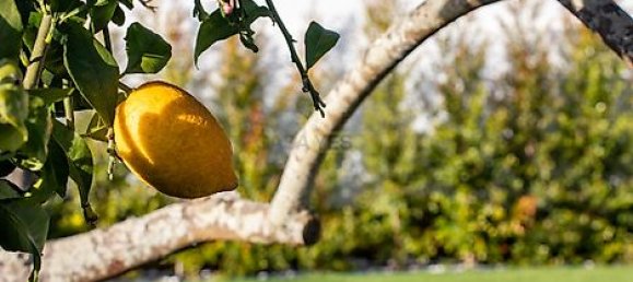 5 chambres Maison à Rio de Mouro, Portugal No. 40054 15