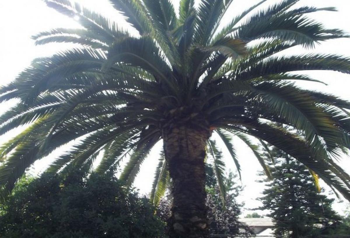 6 bedrooms House in Santiago, Chile No. 3288