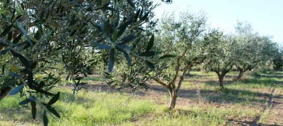 3 bedrooms Commercial property in Chalkidiki, Greece No. 7103 18