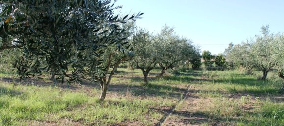 3 غرف نوم عقار تجاري في Chalkidiki, Greece رقم 7103 17