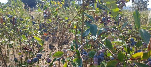 Земельный участок 13249м² в Orjais, Португалия № 140596 11